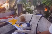 Chó khóc nấc, nức nở bên quan tài vị giáo sư đáng kính