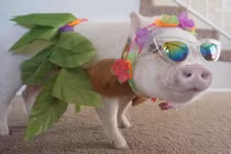 Cô lợn nổi tiếng cứu rỗi cuộc đời chủ nhân bị động kinh 