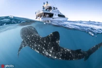 Cá mập voi khổng lồ áp sát tàu thợ lặn gây choáng ngợp