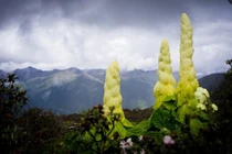 Loài cây kỳ dị như Tháp vàng, nhưng chớ vội động vào vì...