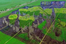 Độc lạ tranh lúa 3D khổng lồ ở Trung Quốc