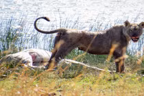 Sư tử cái khát máu nhẫn tâm giết ngựa vằn mang thai