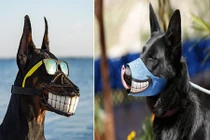 Khi chó cưng nhà người ta được rọ mõm