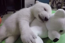 Nhói lòng gấu Bắc cực bị mẹ bỏ rơi gắng gượng sống