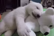 Nhói lòng gấu Bắc cực bị mẹ bỏ rơi gắng gượng sống