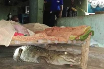 Chó sủa inh ỏi, tỉnh dậy thấy "quái thú" dưới gầm giường 