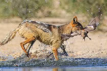 Chó rừng Nam Phi phô diễn màn săn giết chim đỉnh cao