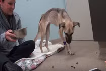 Chú chó “qua mặt” tử thần và nghị lực sống đáng ngưỡng mộ 