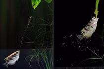 Kinh ngạc màn chuyển động xuất thần trong thế giới động vật