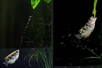 Kinh ngạc màn chuyển động xuất thần trong thế giới động vật