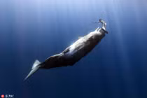 Kịch tính cảnh cá nhà táng coi thợ lặn như quả bóng 