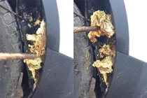 Xe mới mua đã có ong, người đàn ông kiểm tra phát hiện kinh hoàng.... 