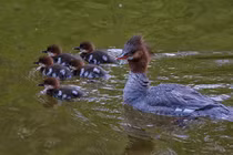 Bất ngờ cảnh vịt mẹ dạy dỗ nghiêm lũ vịt con lười