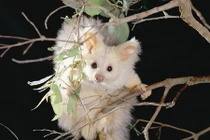 Bạn có biết, những chú "gấu bông" bay này còn tồn tại? 