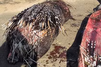 Trăn khổng lồ chết thảm vì lông nhím chọc thủng bụng