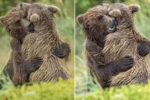 Xúc động chị em gấu nâu ôm chầm lấy nhau khi gặp lại