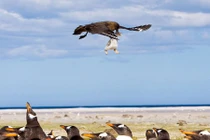 Chim cướp biển săn giết chim cánh cụt con chết thảm 