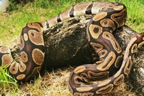 Săn dê của nông dân, trăn khổng lồ gặp kết đắng