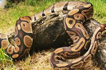 Săn dê của nông dân, trăn khổng lồ gặp kết đắng