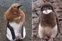 Bộ mặt khác lạ của chim cánh cụt khiến ai cũng ngỡ ngàng