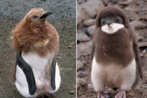 Bộ mặt khác lạ của chim cánh cụt khiến ai cũng ngỡ ngàng