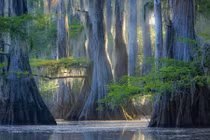 Những loài cây kỳ lạ ngỡ như chỉ có ở thế giới khác