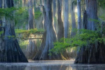 Những loài cây kỳ lạ ngỡ như chỉ có ở thế giới khác