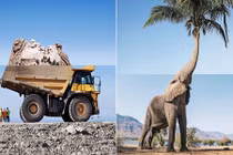 Ảnh kết hợp ngoạn mục đánh lừa thị giác đến bạn cũng sẽ bị lừa