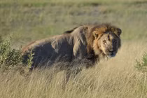 Sư tử đực trốn bị đánh hội đồng ngoạn mục 