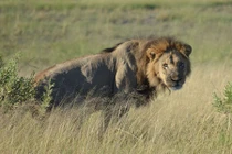 Sư tử đực trốn bị đánh hội đồng ngoạn mục 