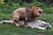 Thẹn đỏ mặt cảnh hổ và sư tử làm “chuyện ấy” với nhau