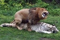 Thẹn đỏ mặt cảnh hổ và sư tử làm “chuyện ấy” với nhau