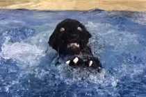 Báo đen suýt chết đuối vì quá tự tin 