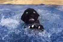 Báo đen suýt chết đuối vì quá tự tin 