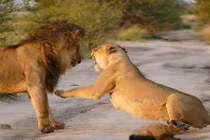 Sư tử cái gầm thét với sư tử đực bảo vệ... cáo