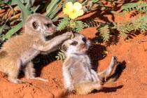 Khoảnh khắc bình yên tuyệt đẹp của cầy meerkat đốn tim người xem