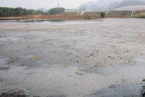 Vụ ô nhiễm, cá chết trên sông Bưởi: “Thủ phạm” nhận lỗi 