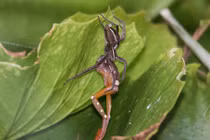 Kinh dị cảnh nhện khổng lồ săn giết ếch