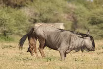 Cận cảnh sự ra đời hoang dã của linh dương đầu bò
