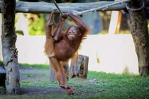 Chết cười đười ươi múa ba lê như người 