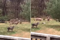 Hươu đực "té ngửa" đang ân ái thì “bạn tình” rơi đầu