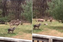 Hươu đực "té ngửa" đang ân ái thì “bạn tình” rơi đầu