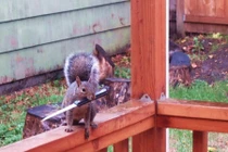 Khi thú cưng hóa nhân vật phản diện 