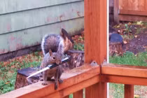 Khi thú cưng hóa nhân vật phản diện 