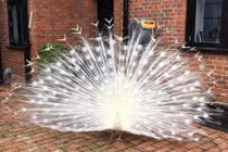 Công trắng khiến cả khu phố mất ngủ vì "yêu" ầm ĩ