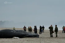 Cá voi lưng gù chết thảm dạt vào bờ ở New York