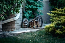 Nghe tiếng hét rợn người, ngó vào sân thấy cảnh tượng bủn rủn...