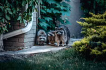 Nghe tiếng hét rợn người, ngó vào sân thấy cảnh tượng bủn rủn...