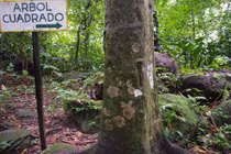 Kỳ lạ thung lũng những cây thân vuông đầy bí ẩn