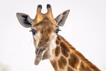 Xót xa hươu cao cổ có khuôn mặt "xoắn" cực đáng sợ